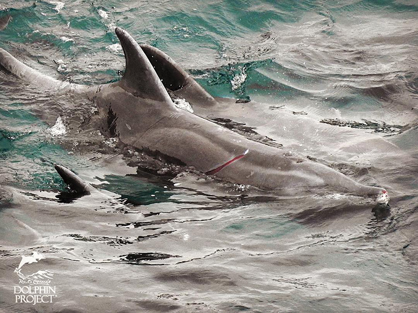 Ein Delfin mit tiefer Wunde am Rücken von einer Schiffsschraube und am Mund blutend